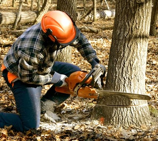 Tree Removal in Ringling, OK